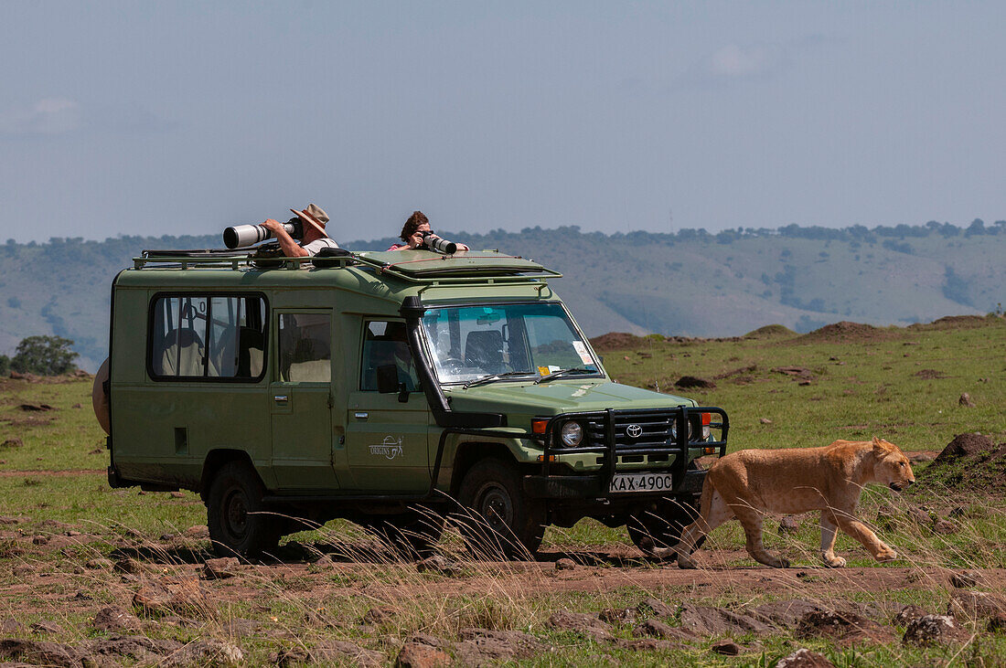 Eine Löwin, Panthera leo, die sich einem Safarifahrzeug nähert. Masai Mara-Nationalreservat, Kenia.