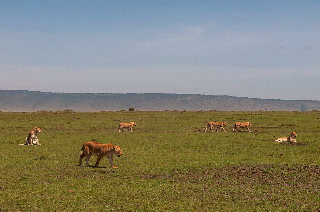 A lion pride, Panthera leo, resting and walking about the Masai Mara savanna. Masai Mara National Reserve, Kenya.