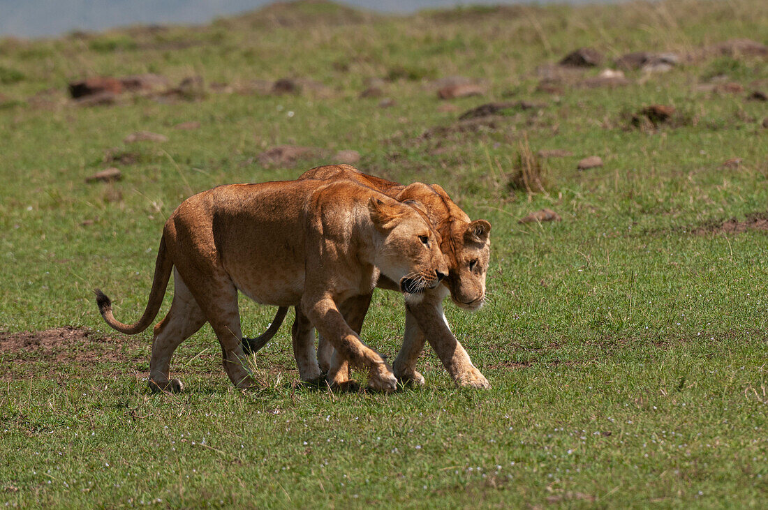 Porträt von zwei Löwinnen, Panthera leo. Masai Mara-Nationalreservat, Kenia.