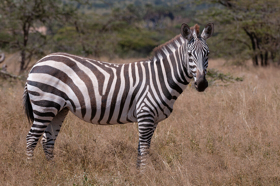 Portrait of a plains or common zebra, Equus quagga. Samburu Game Reserve, Kenya.
