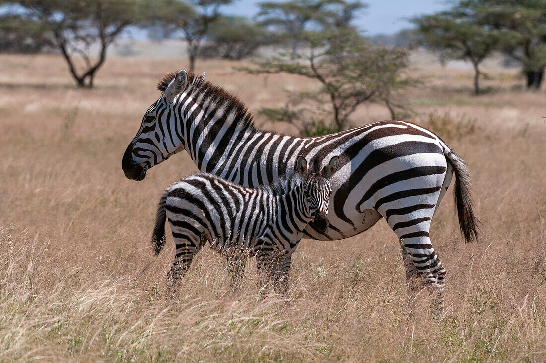 A plains or common zebra colt, Equus quagga, with its mother. Samburu Game Reserve, Kenya.