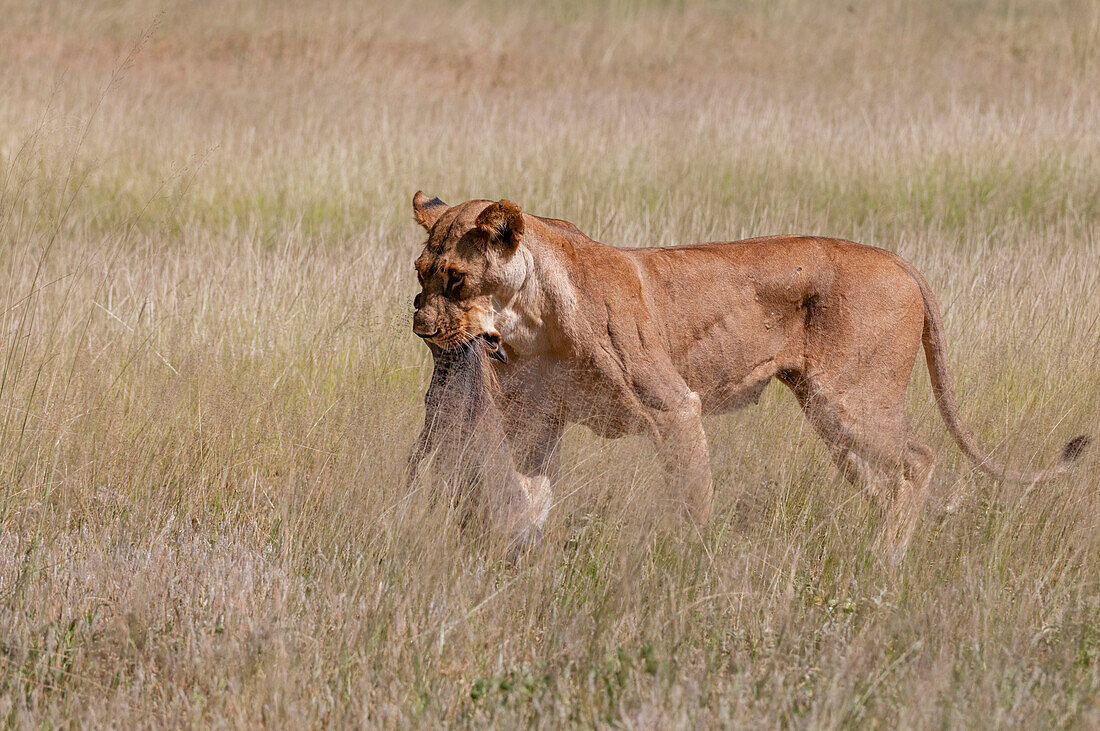 Eine Löwin, Panthera leo, trägt ein frisch erlegtes Warzenschwein. Samburu-Wildreservat, Kenia.