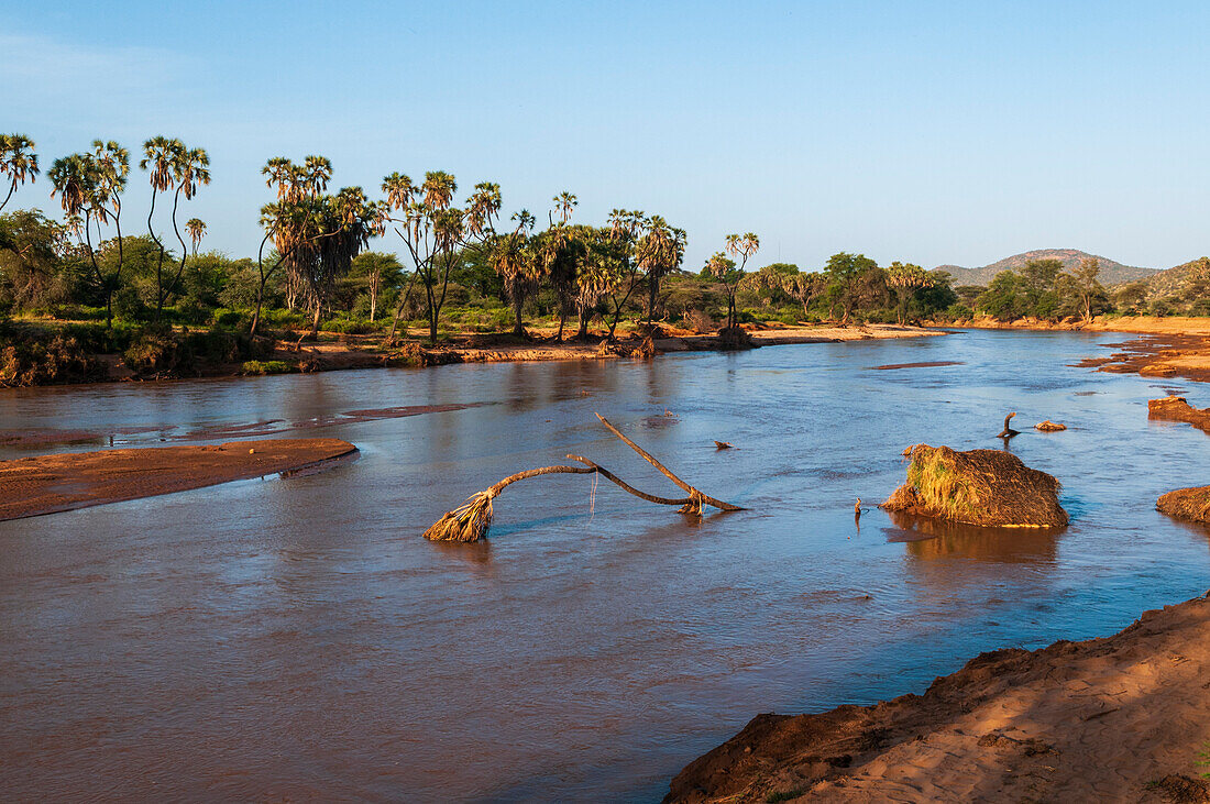 Sumpfpalmen, Hyphaene coriacea, entlang des Ufers des Samburu-Flusses. Samburu-Fluss, Samburu-Wildreservat, Kenia.