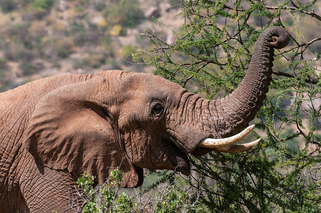 An African elephant, Loxodonta africana, browsing. Samburu Game Reserve, Kenya.