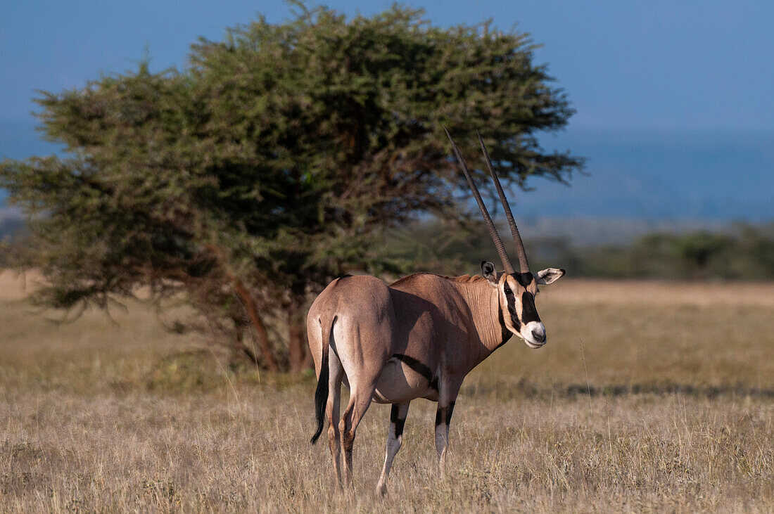 Porträt einer Beisa oder Ostafrikanischen Oryx, Oryx gazella beisa. Samburu-Wildreservat, Kenia.