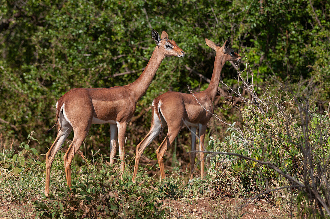 A young gerenuk, Litocranius walleri, with its mother. Samburu Game Reserve, Kenya.