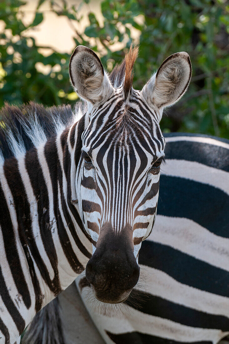 Portrait of a plains or common zebra, Equus quagga. Samburu Game Reserve, Kenya.