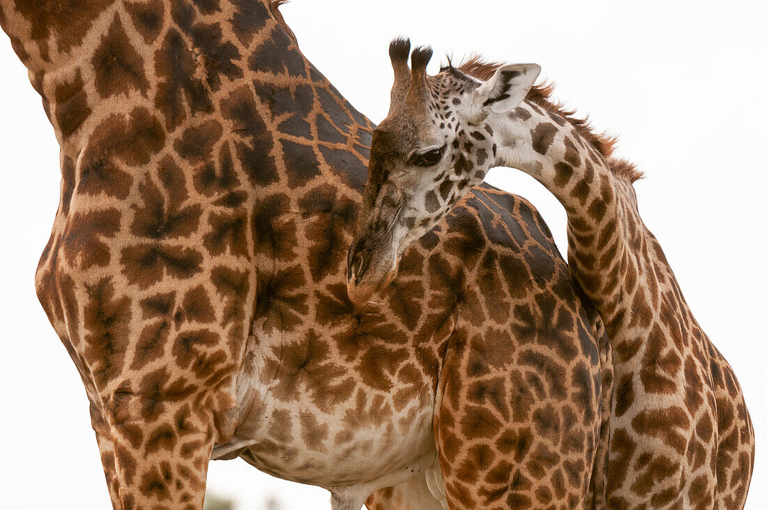 Eine junge Masai-Giraffe, Giraffa camelopardalis, mit ihrer Mutter. Masai Mara-Nationalreservat, Kenia.