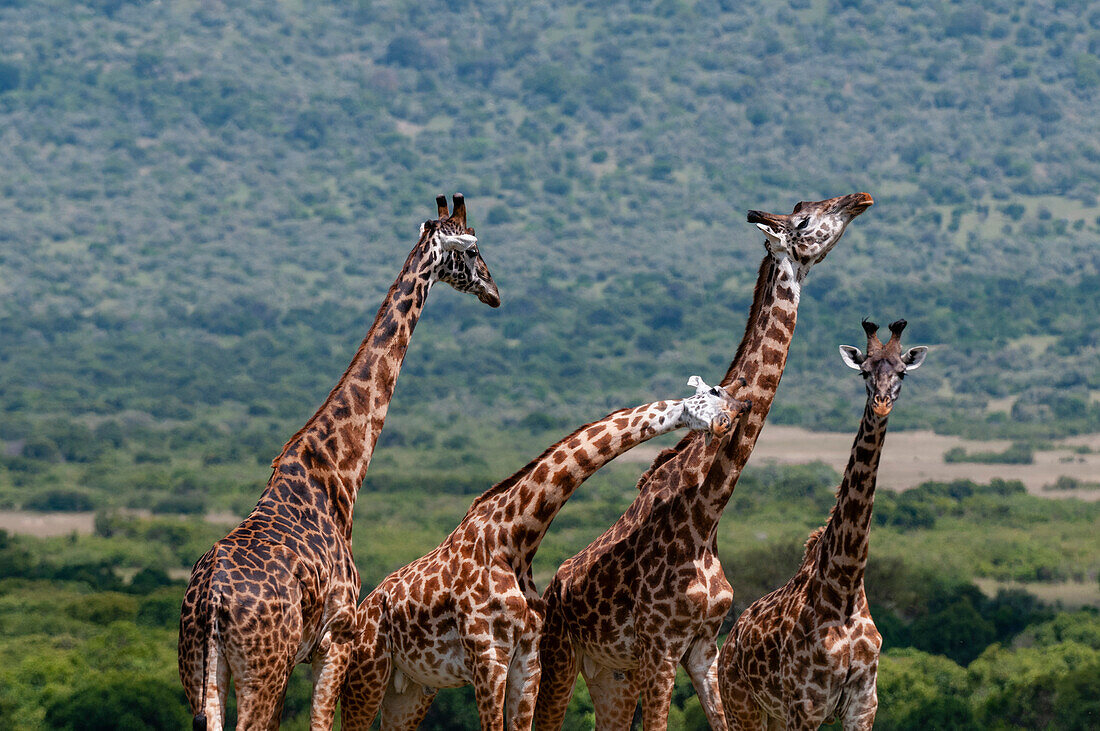 Vier Masai-Giraffen, Giraffa camelopardalis, die in alle Richtungen schauen. Masai Mara Nationalreservat, Kenia.