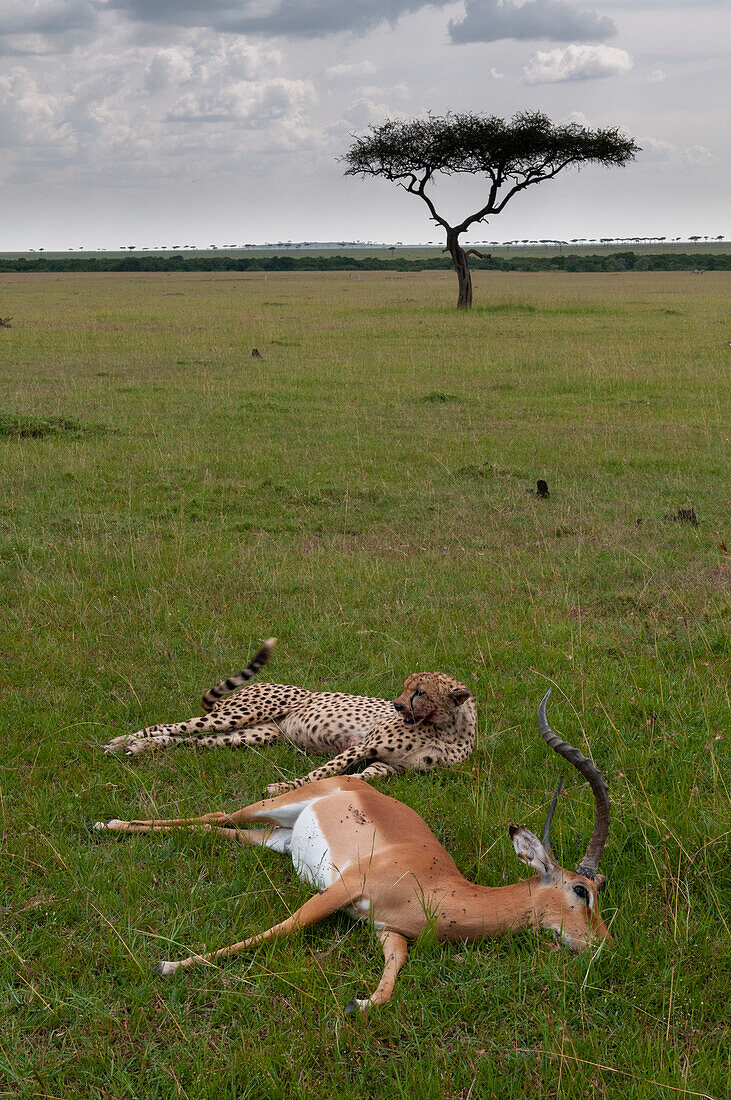 Ein Gepard, Acinonyx jubatus, ruht sich in der Nähe eines frisch erlegten Impalas aus. Masai Mara Nationalreservat, Kenia.