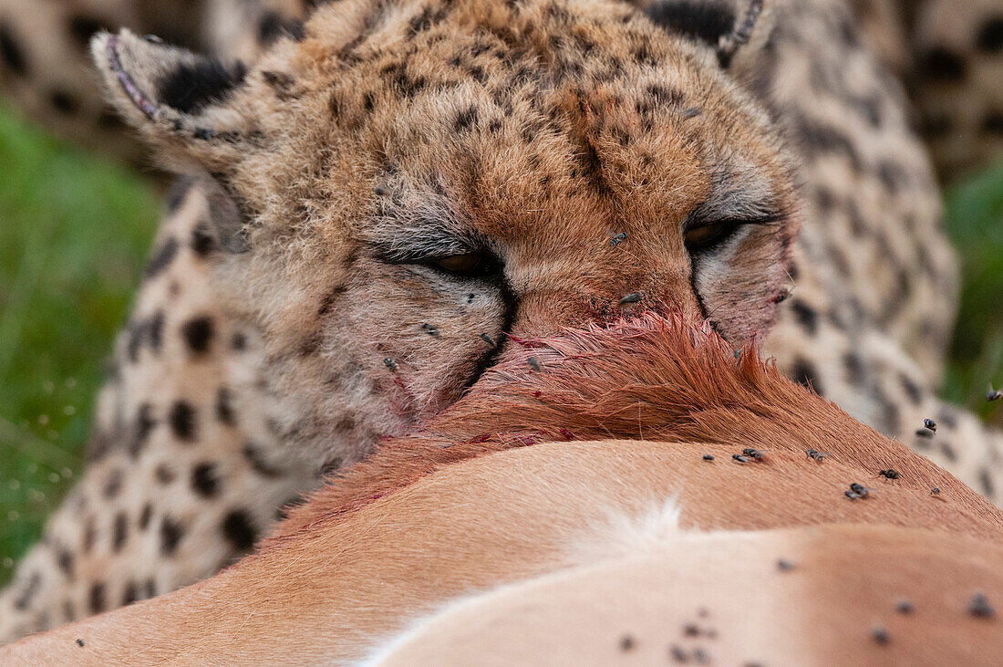 A cheetah, Acinonyx jubatus, feeding on an impala, Aepyceros melampus. Masai Mara National Reserve, Kenya.