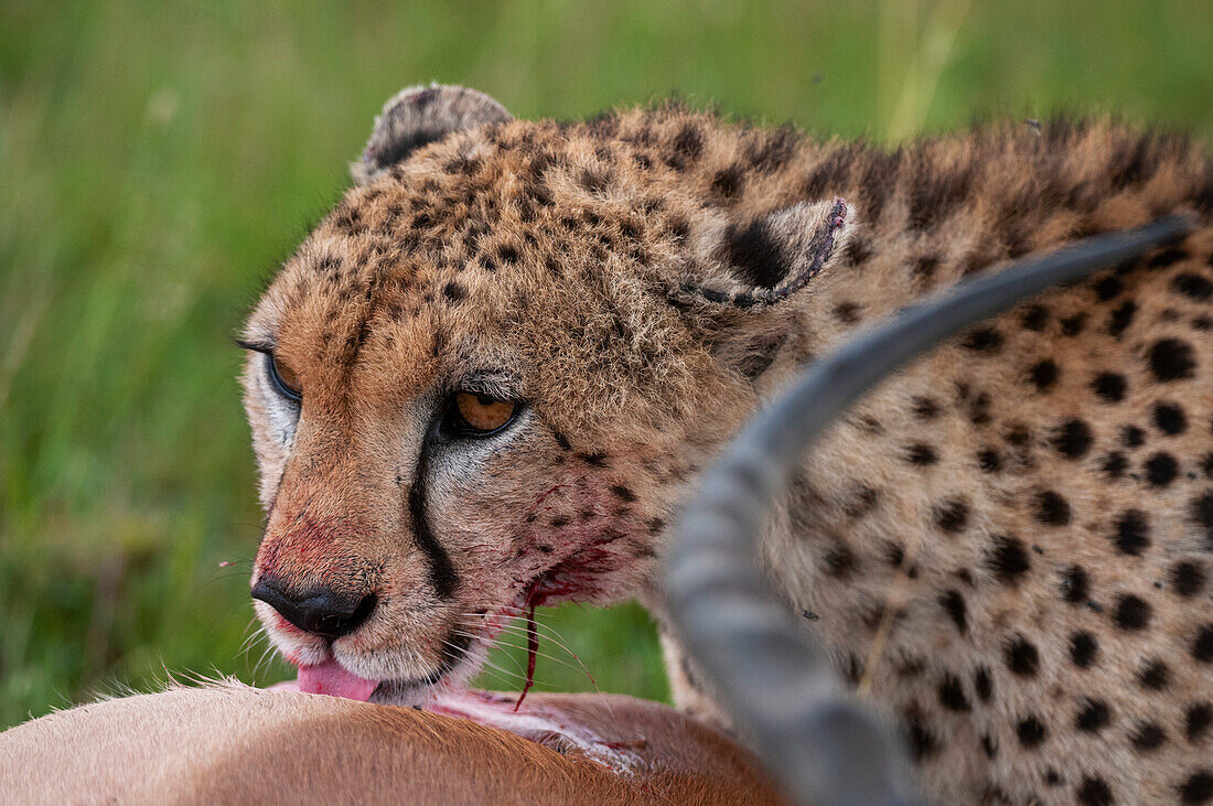 Ein Gepard, Acinonyx jubatus, frisst ein Impala, Aepyceros melampus. Masai Mara Nationalreservat, Kenia.