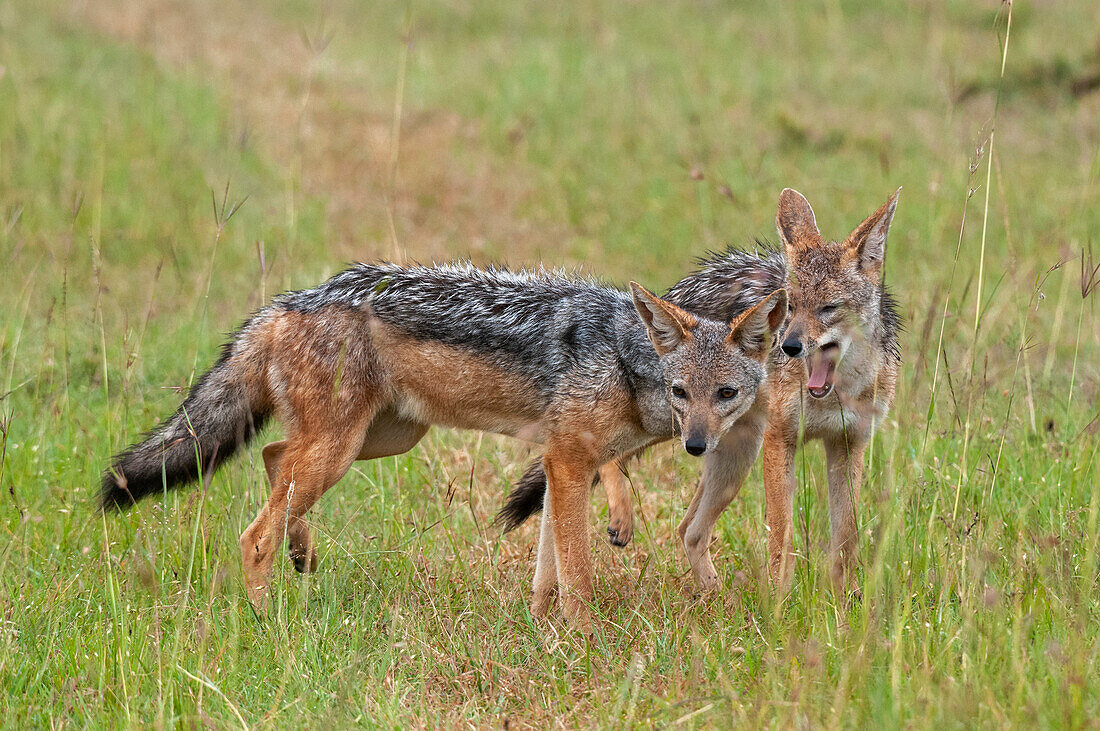 A portrait of two black-backed jackals, Canis mesomelas. Masai Mara National Reserve, Kenya.