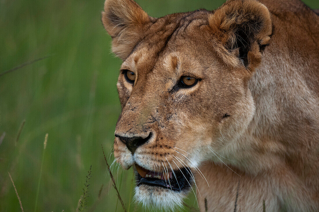 Close up portrait of a lioness, Panthera leo. Masai Mara National Reserve, Kenya.