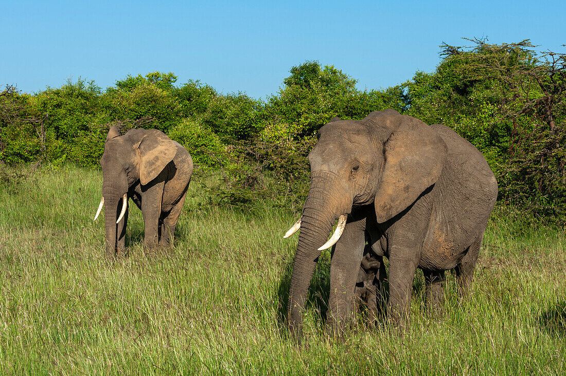 Afrikanische Elefanten, Loxodonta africana, und ein säugendes Kalb. Masai Mara-Nationalreservat, Kenia.