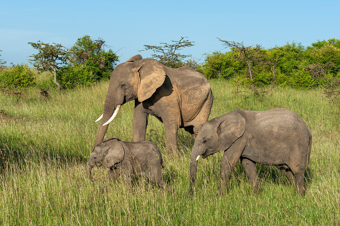 Ein afrikanisches Elefantenkalb, Loxodonta africana, bleibt in der Nähe seiner Mutter. Masai Mara-Nationalreservat, Kenia.
