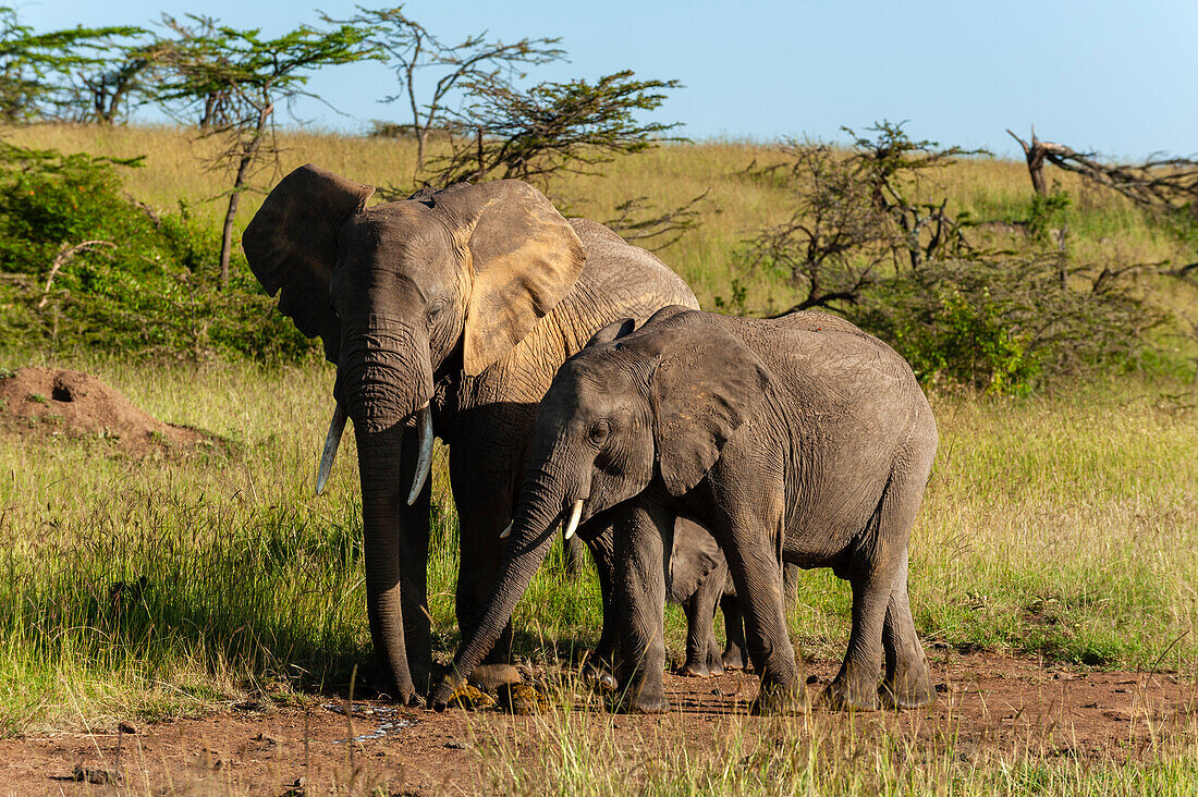Ein junger Afrikanischer Elefant, Loxodonta africana, und sein Kalb in der Nähe seiner Mutter. Masai Mara Nationalreservat, Kenia.
