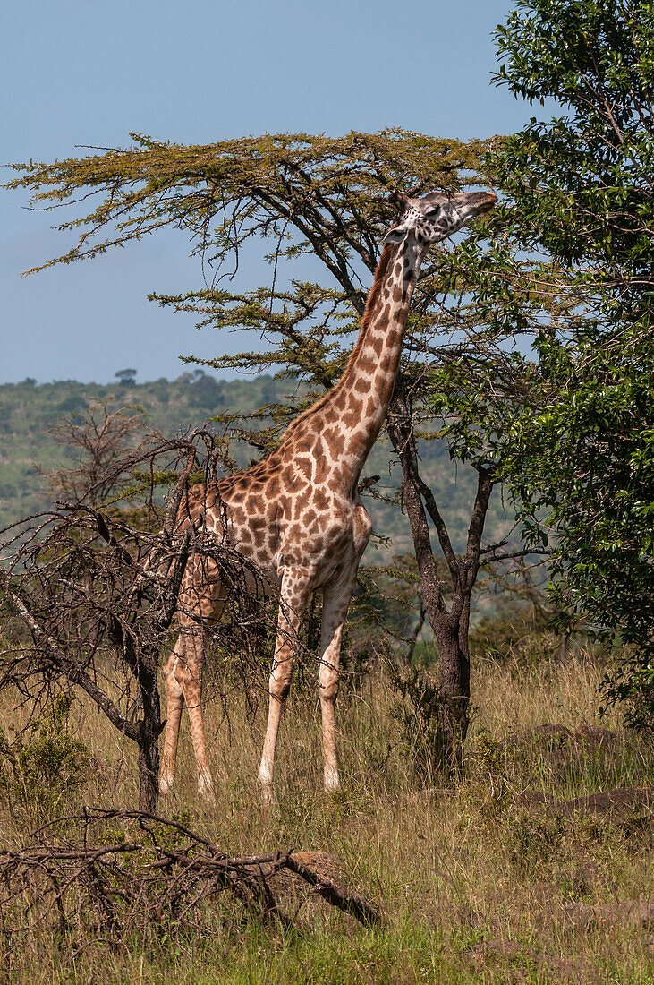 Eine Masai-Giraffe, Giraffa camelopardalis, beim Stöbern in den Baumwipfeln. Masai Mara-Nationalreservat, Kenia.