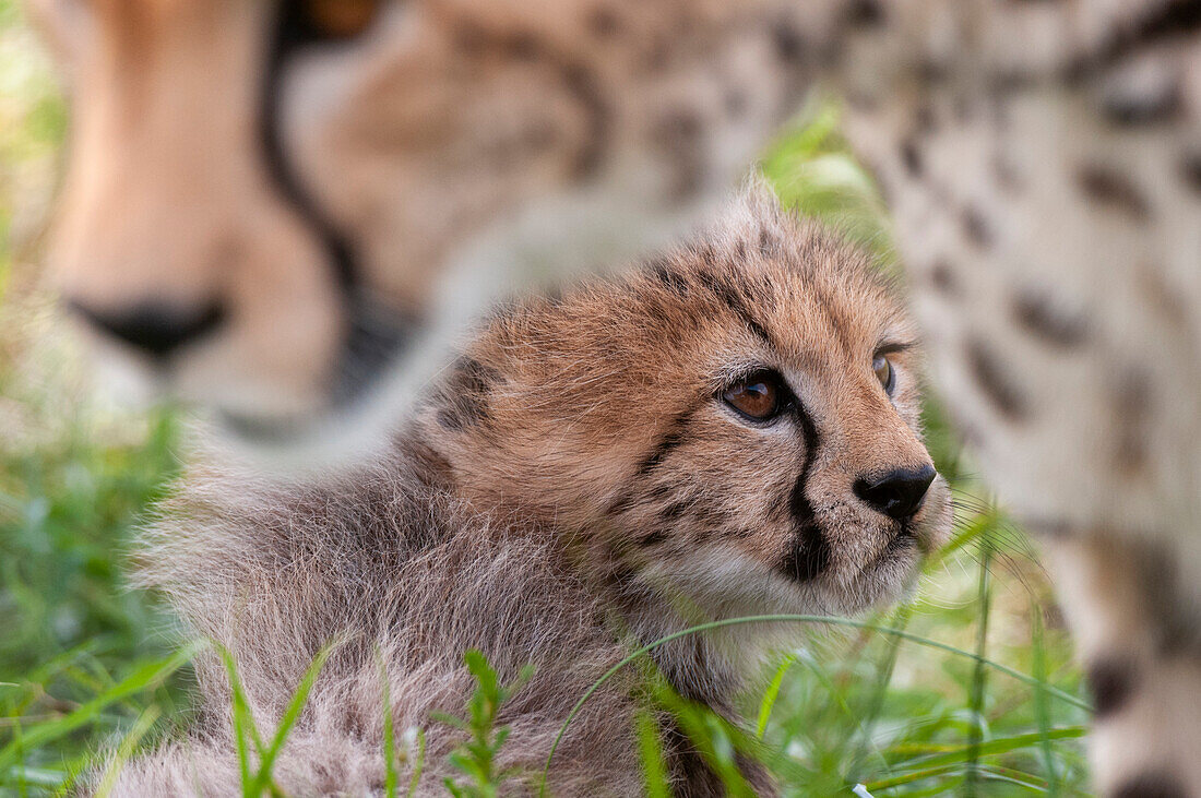 Porträt eines Gepardenjungen (Acinonyx jubatus), der sich ausruht und von seiner Mutter beschützt wird.