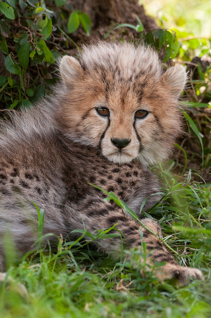 Porträt eines ruhenden Gepardenjungen, Acinonyx jubatus. Masai Mara Nationalreservat, Kenia.