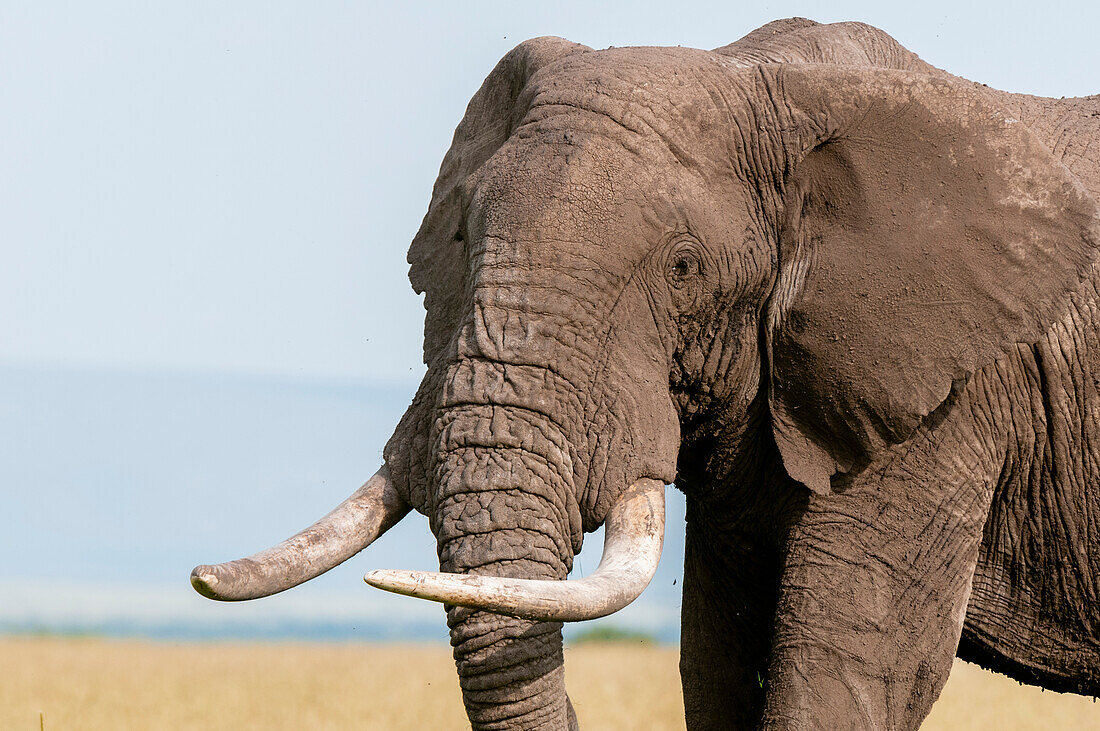 Nahaufnahme eines afrikanischen Elefanten, Loxodonta africana. Masai Mara-Nationalreservat, Kenia.