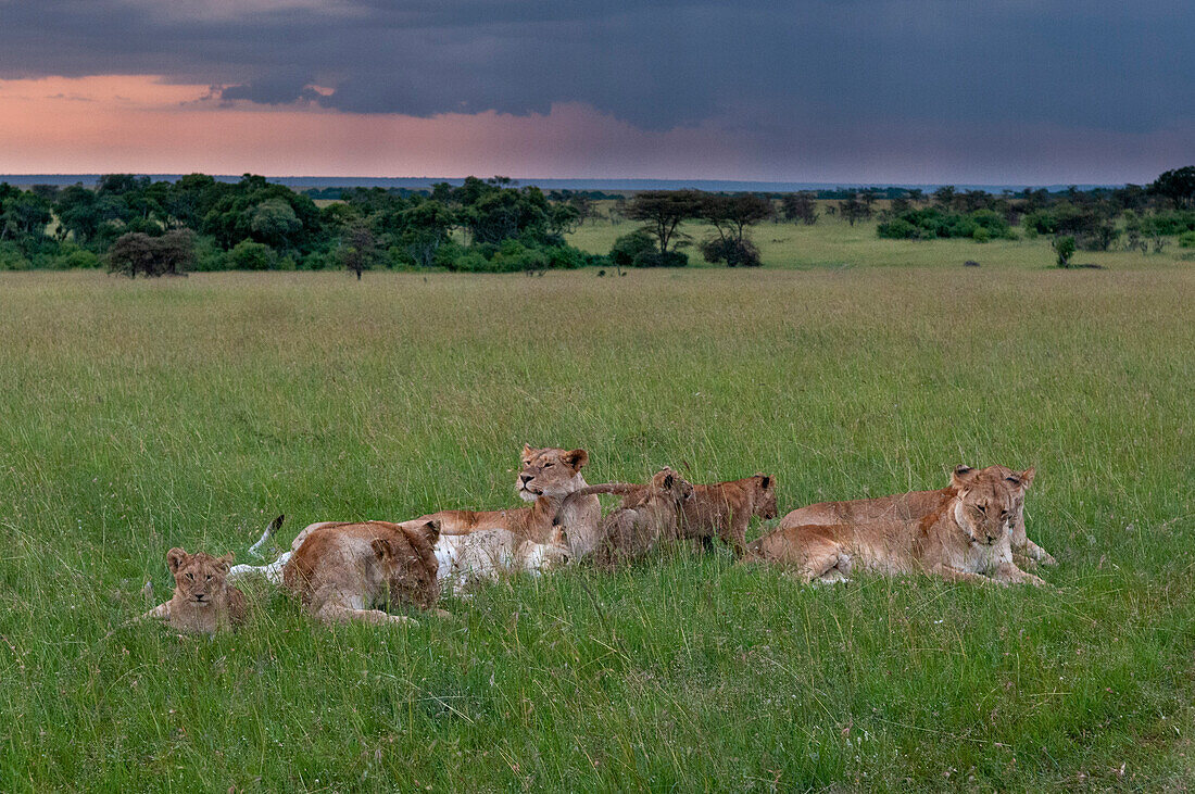 A pride of lionesses and cubs, Panthera leo, resting on the savanna. Masai Mara National Reserve, Kenya.