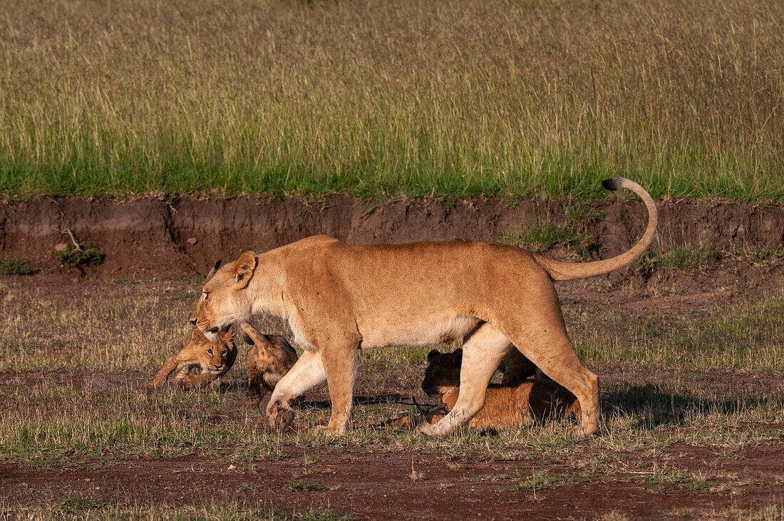 Porträt einer Löwin, Panthera leo, mit einer Gruppe von Jungtieren. Masai Mara-Nationalreservat, Kenia.