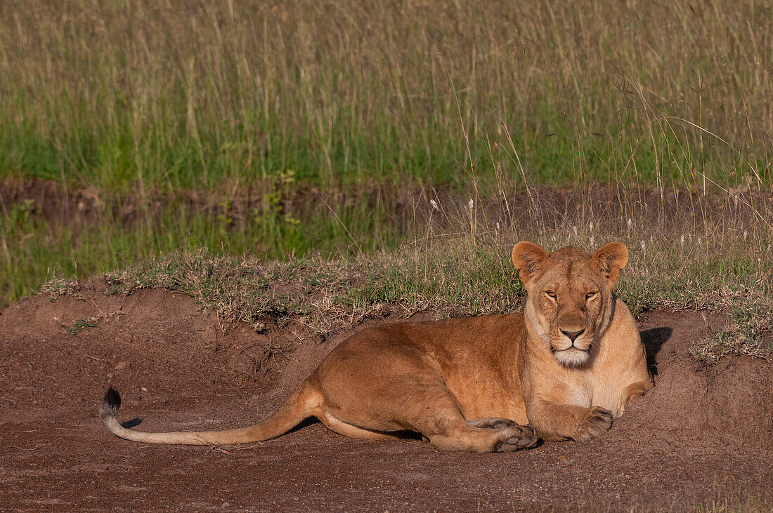 Porträt einer Löwin, Panthera leo, beim Ausruhen. Masai Mara-Nationalreservat, Kenia.