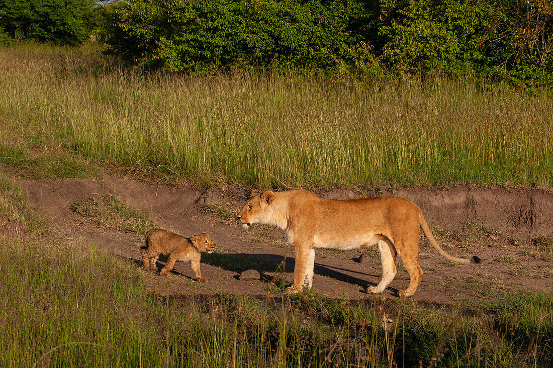 Portrait of a lioness, Panthera leo, with her cub. Masai Mara National Reserve, Kenya.