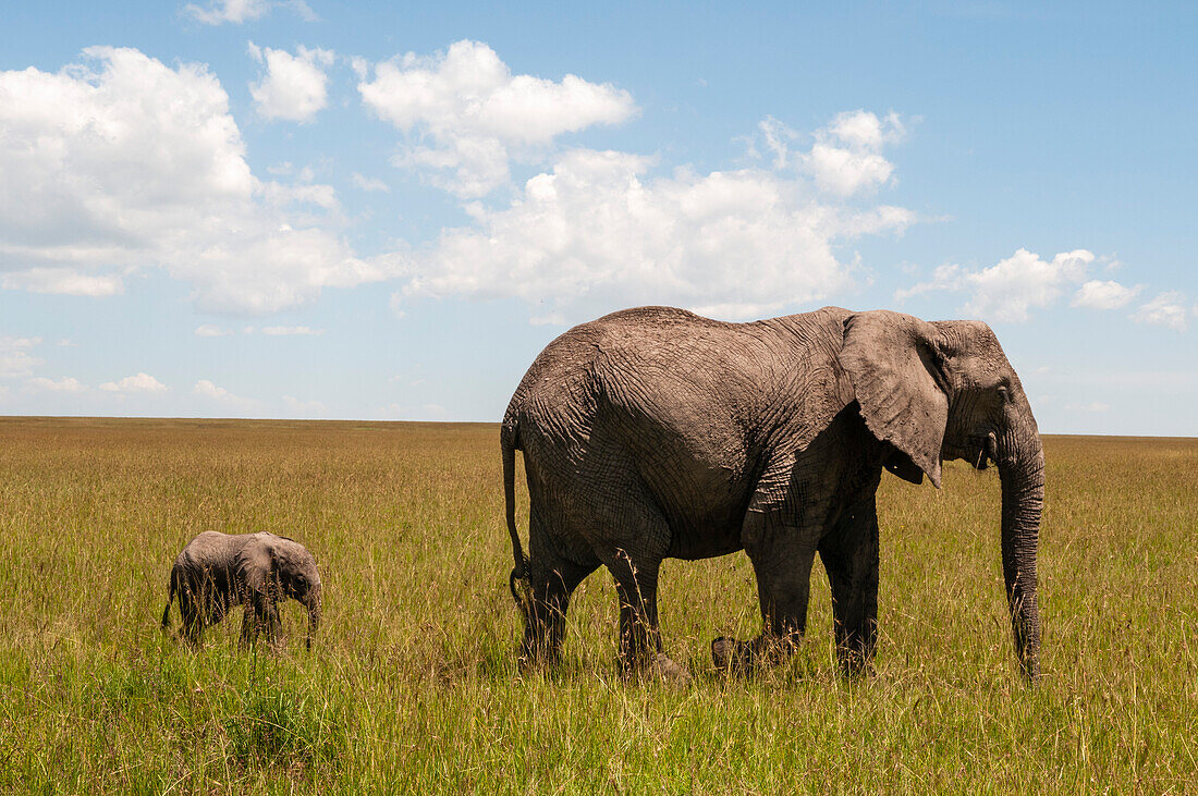 Ein afrikanisches Elefantenkalb, Loxodonta africana, nahe bei seiner Mutter. Masai Mara-Nationalreservat, Kenia.