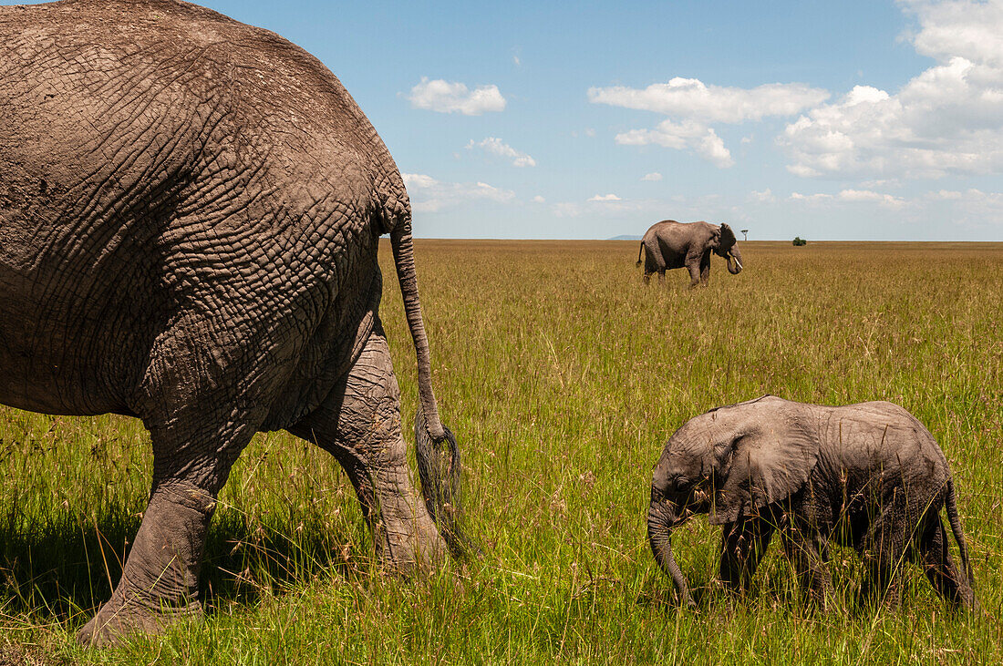 Ein afrikanisches Elefantenkalb, Loxodonta africana, folgt seiner Mutter. Masai Mara Nationalreservat, Kenia.