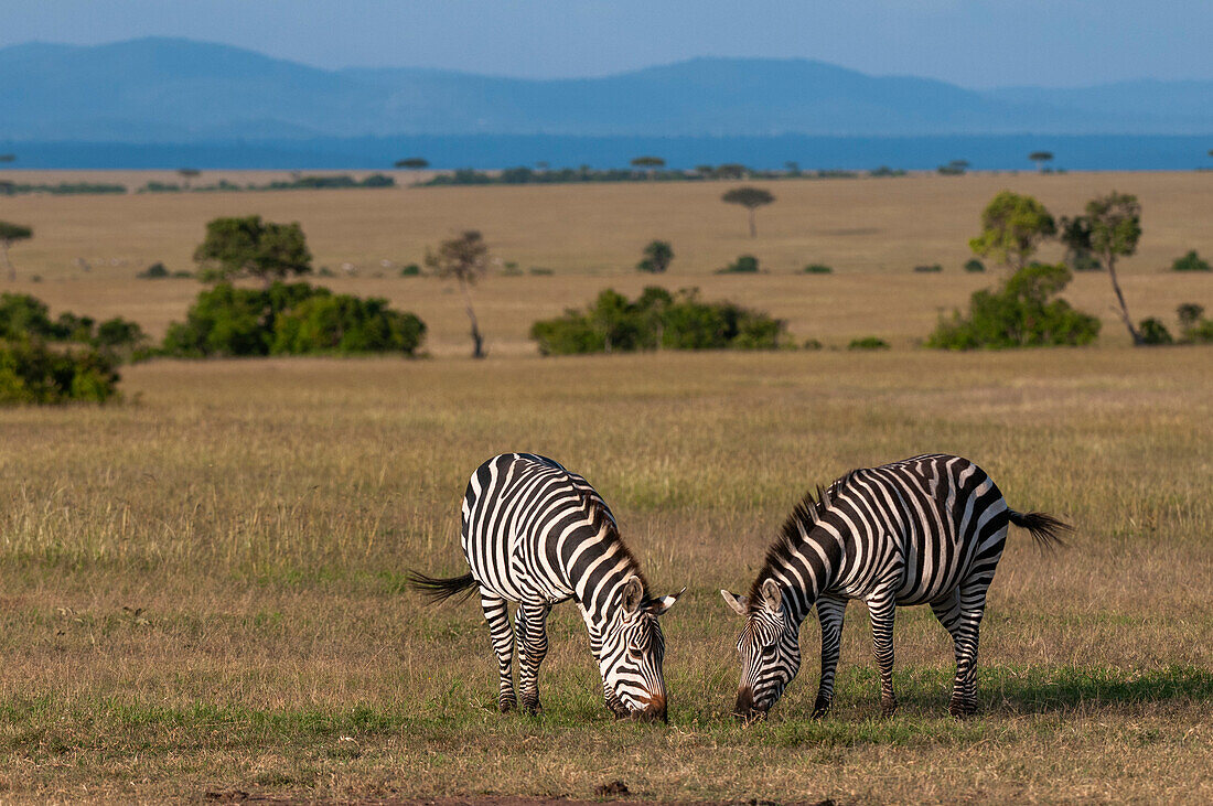 Two common or plains zebras, Equus quagga, grazing. Masai Mara National Reserve, Kenya.