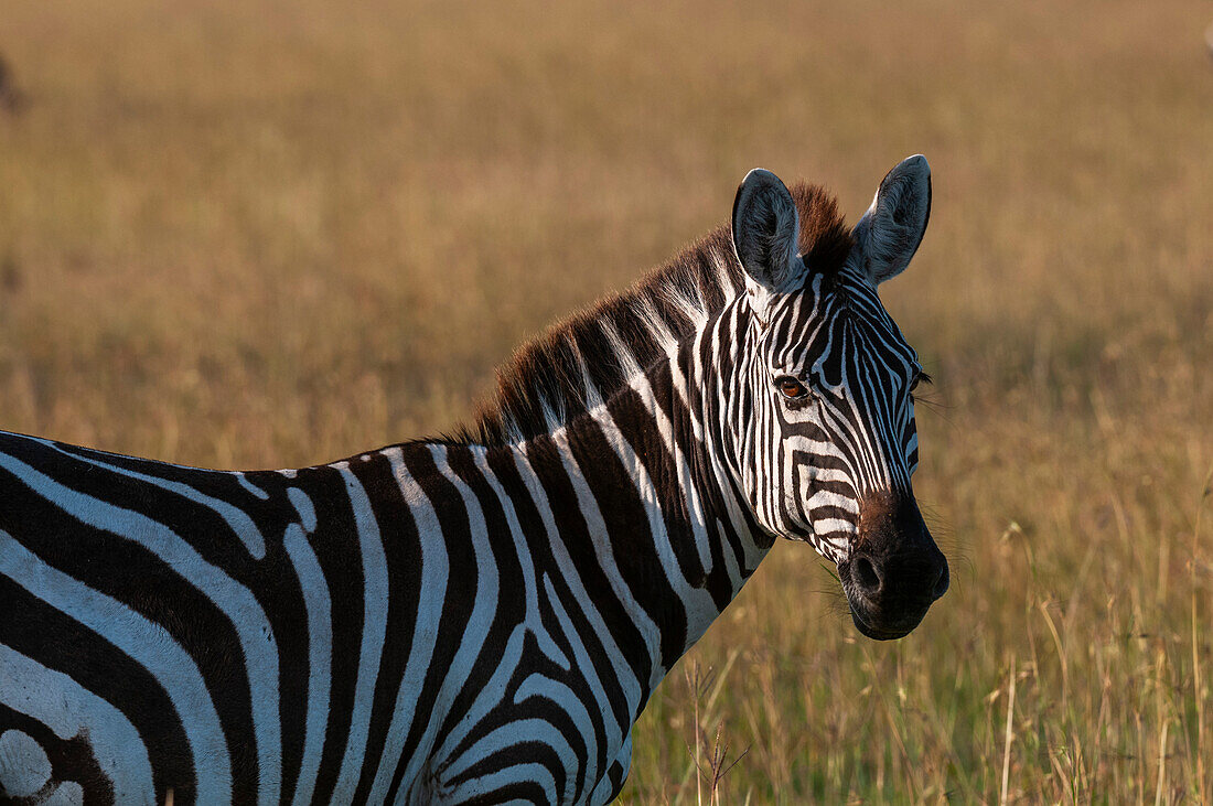 Porträt eines Steppenzebras, Equus quagga. Masai Mara-Nationalreservat, Kenia.