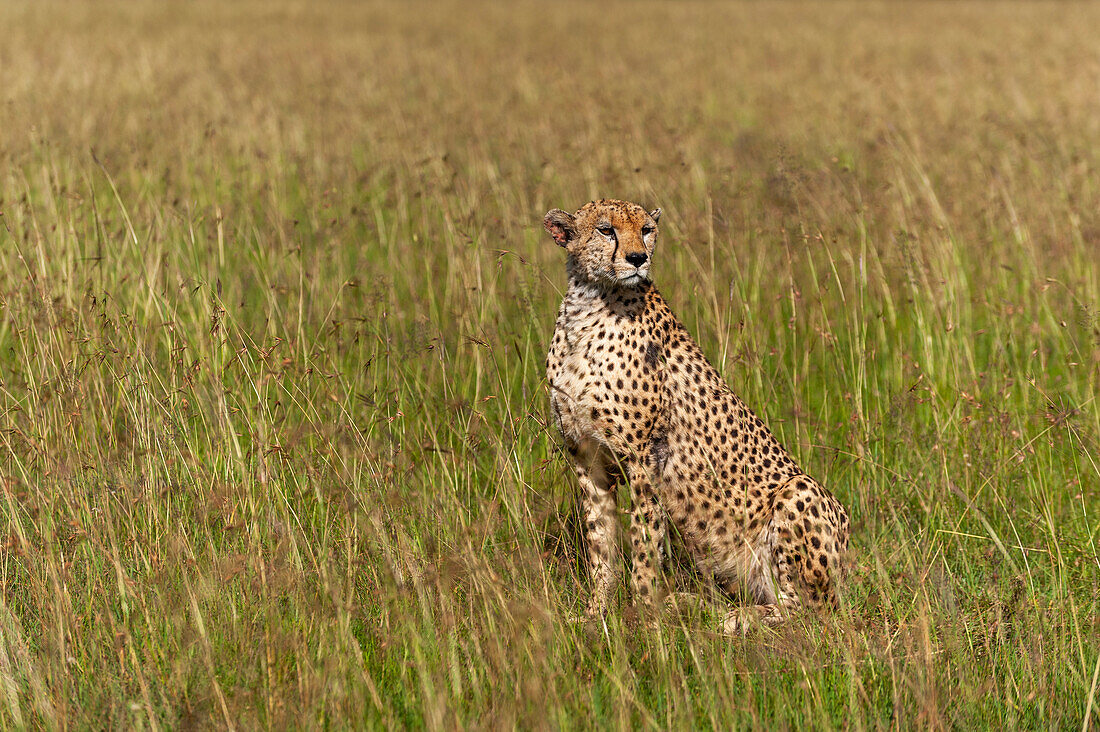 Porträt eines Geparden, Acinonyx jubatus, im hohen Savannengras. Masai Mara-Nationalreservat, Kenia.