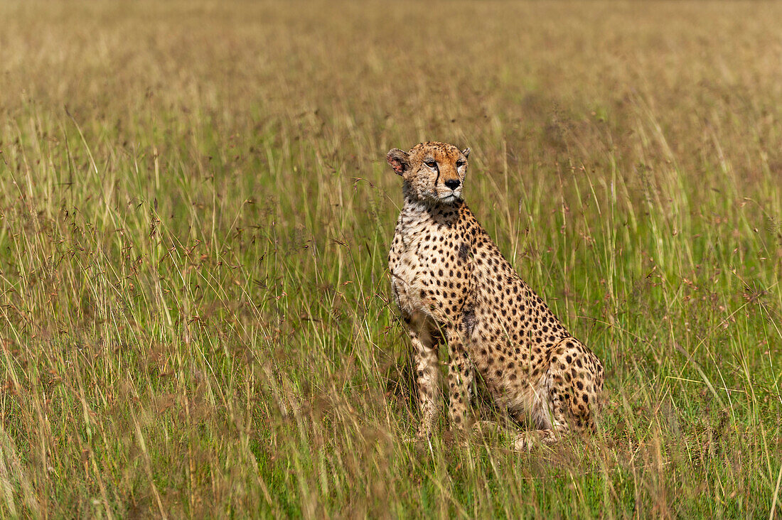 Portrait of a cheetah, Acinonyx jubatus, in tall savanna grasses. Masai Mara National Reserve, Kenya.