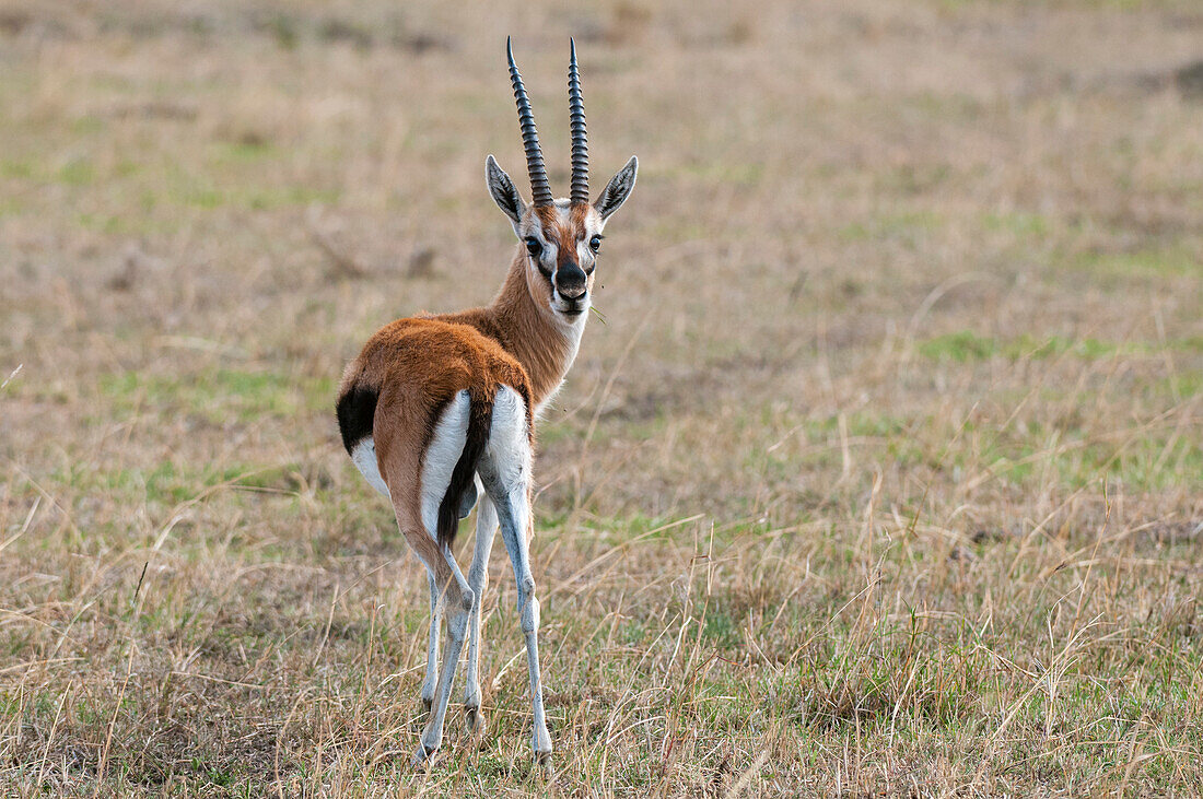 Porträt einer Grant-Gazelle, Gazella granti, die in die Kamera schaut. Masai Mara-Nationalreservat, Kenia.