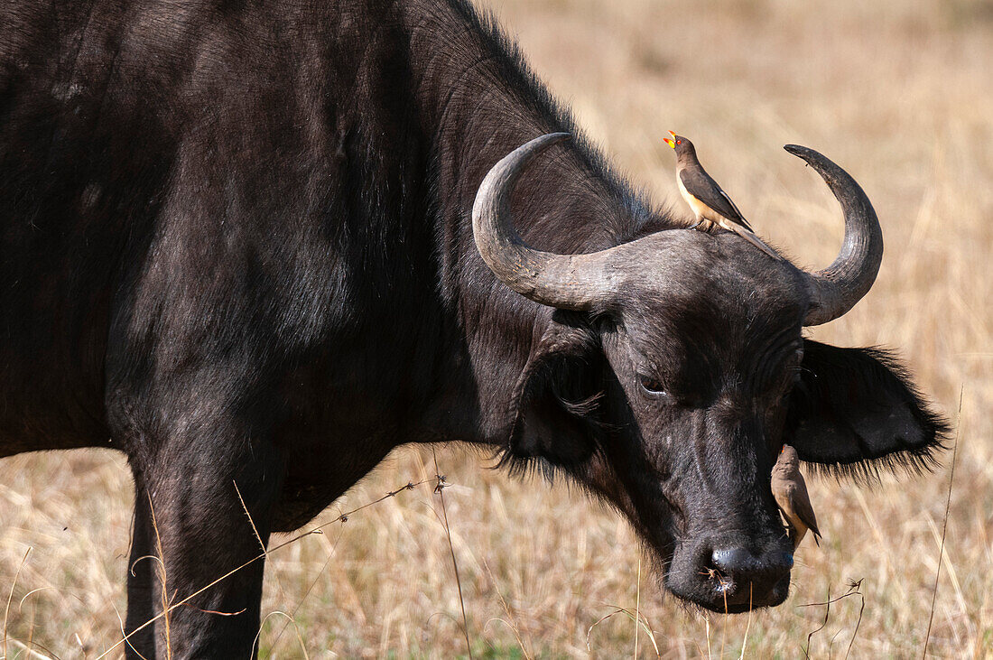 Yellow-billed oxpeckers, Buphagus africanus, on the head and nose of an African buffalo, Syncerus caffer. Masai Mara National Reserve, Kenya.