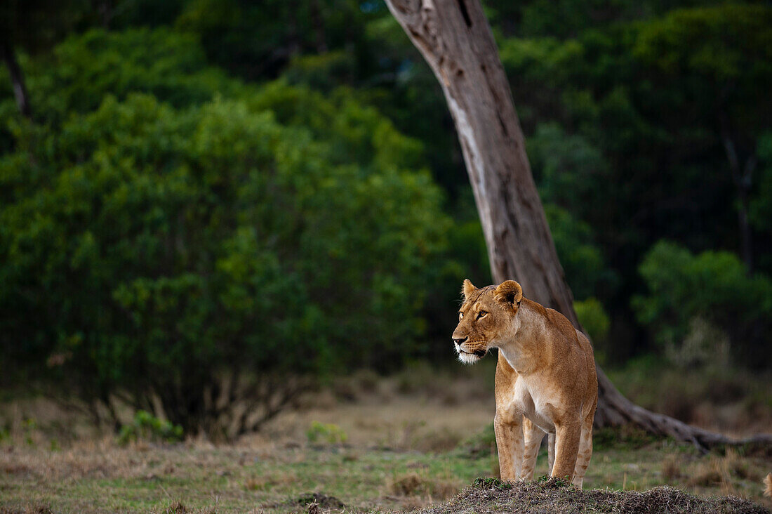 Porträt einer aufmerksamen Löwin, Panthera leo. Masai Mara-Nationalreservat, Kenia.