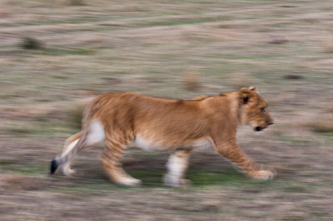 Ein Löwenjunges, Panthera leo, beim Laufen. Masai Mara-Nationalreservat, Kenia.