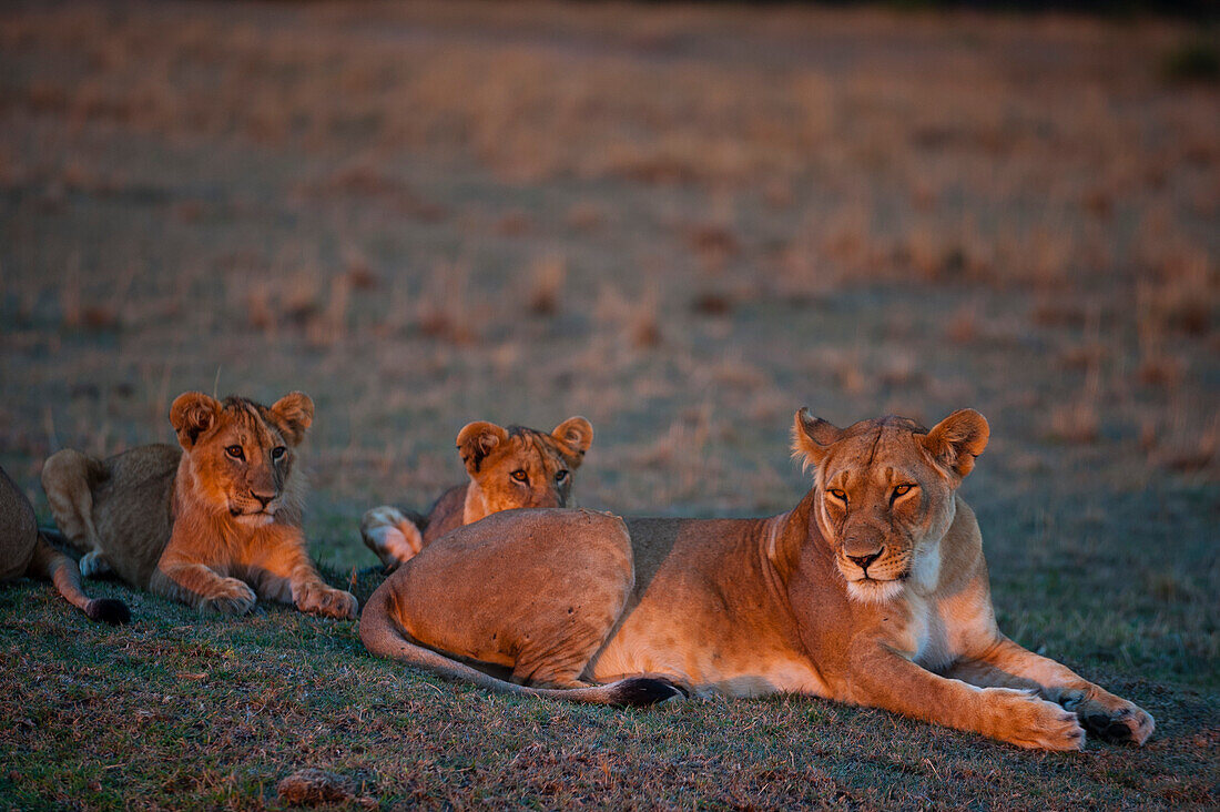 Portrait of a lioness, Panthera leo, resting with her cubs at sunset. Masai Mara National Reserve, Kenya.