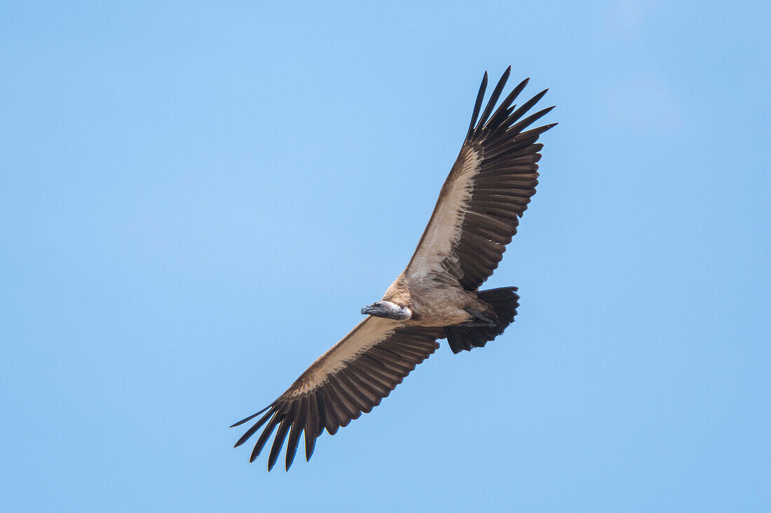 A white-backed Vulture, Gyps africanus, in flight, Masai Mara, Kenya. Kenya.