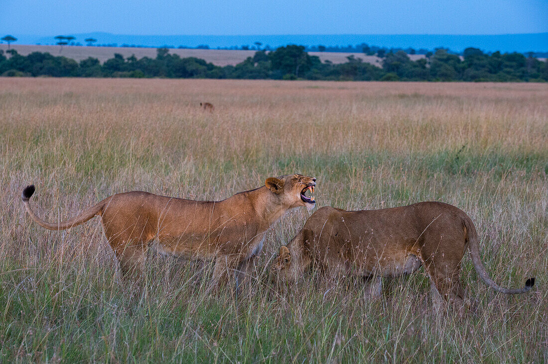 Lionesses, Panthera leo, Masai Mara, Kenya. Kenya.
