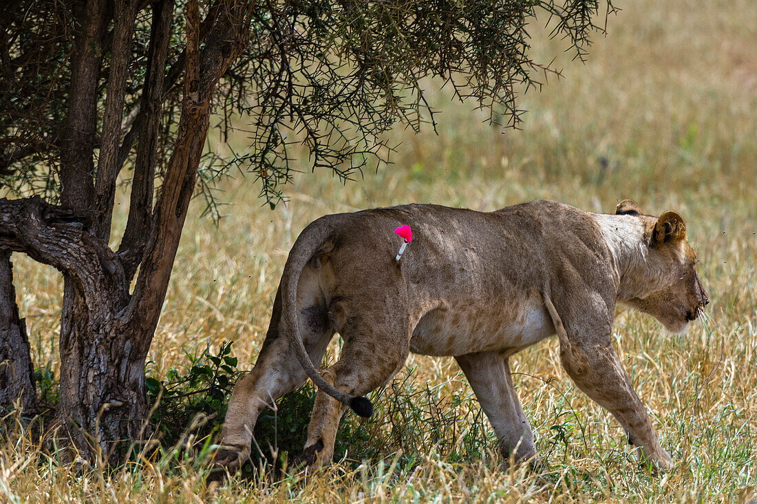 Eine verletzte Löwin wird mit dem Pfeil aufgespießt, damit sie von der mobilen Veterinäreinheit des Kenya Wildlife Service behandelt werden kann. Voi, Tsavo-Schutzgebiet, Kenia.