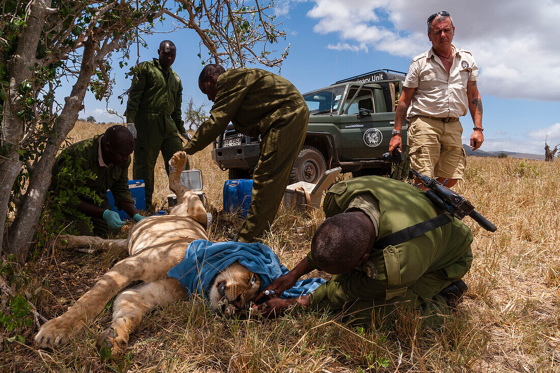 Eine verletzte Löwin wird von der mobilen Veterinärstation des Kenya Wildlife Services behandelt. Voi, Tsavo-Schutzgebiet, Kenia.