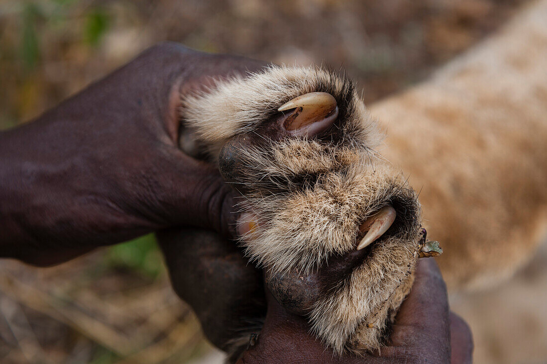 Eine verwundete Löwin wird von der mobilen Veterinäreinheit des Kenya Wildlife Services behandelt. Voi, Tsavo-Schutzgebiet, Kenia.