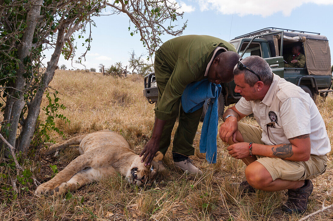Eine verletzte Löwin, die von einer mobilen Veterinäreinheit des Kenya Wildlife Services behandelt wird. Voi, Tsavo-Schutzgebiet, Kenia.