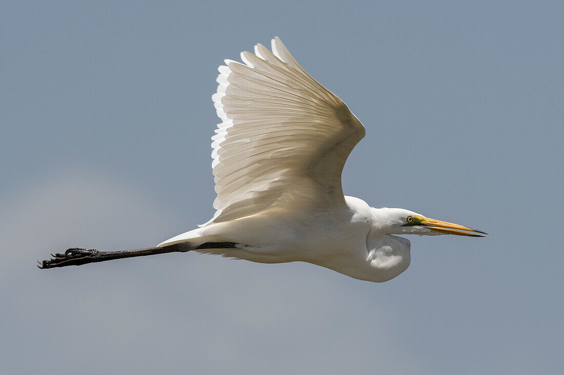 A great egret, Egretta alba, in flight. Voi, Tsavo Conservation Area, Kenya.