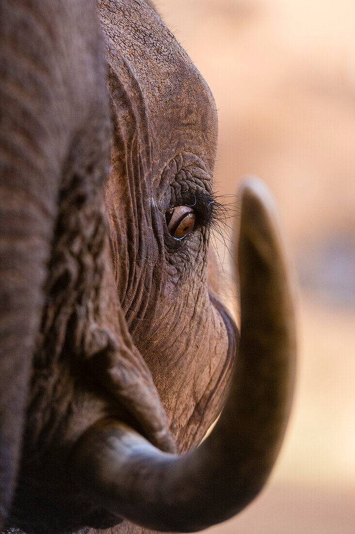Nahaufnahme eines afrikanischen Elefanten, Loxodonta africana. Voi, Tsavo-Schutzgebiet, Kenia.
