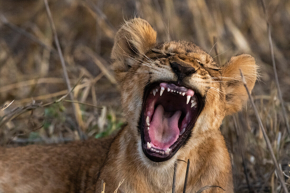 A lion cub, Panthera leo, yawning. Voi, Tsavo Conservation Area, Kenya.