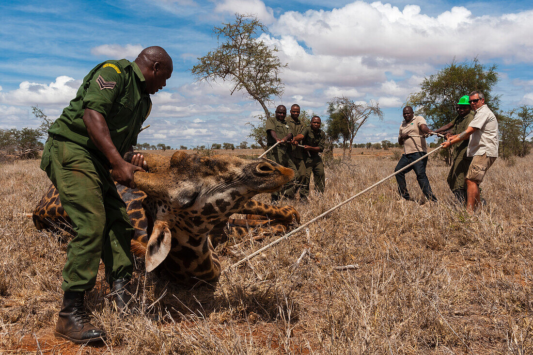 A wounded giraffe awakens from anasthesia after being treated by Kenya Wildlife Services mobile veterinary unit. Voi, Lualenyi Game Reserve, Kenya.